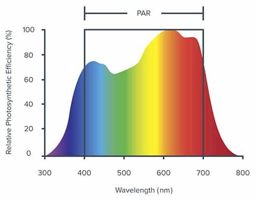 Photosynthesis